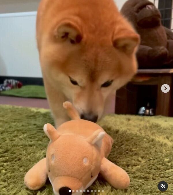 柴犬のぬいぐるみに近づくソラくん