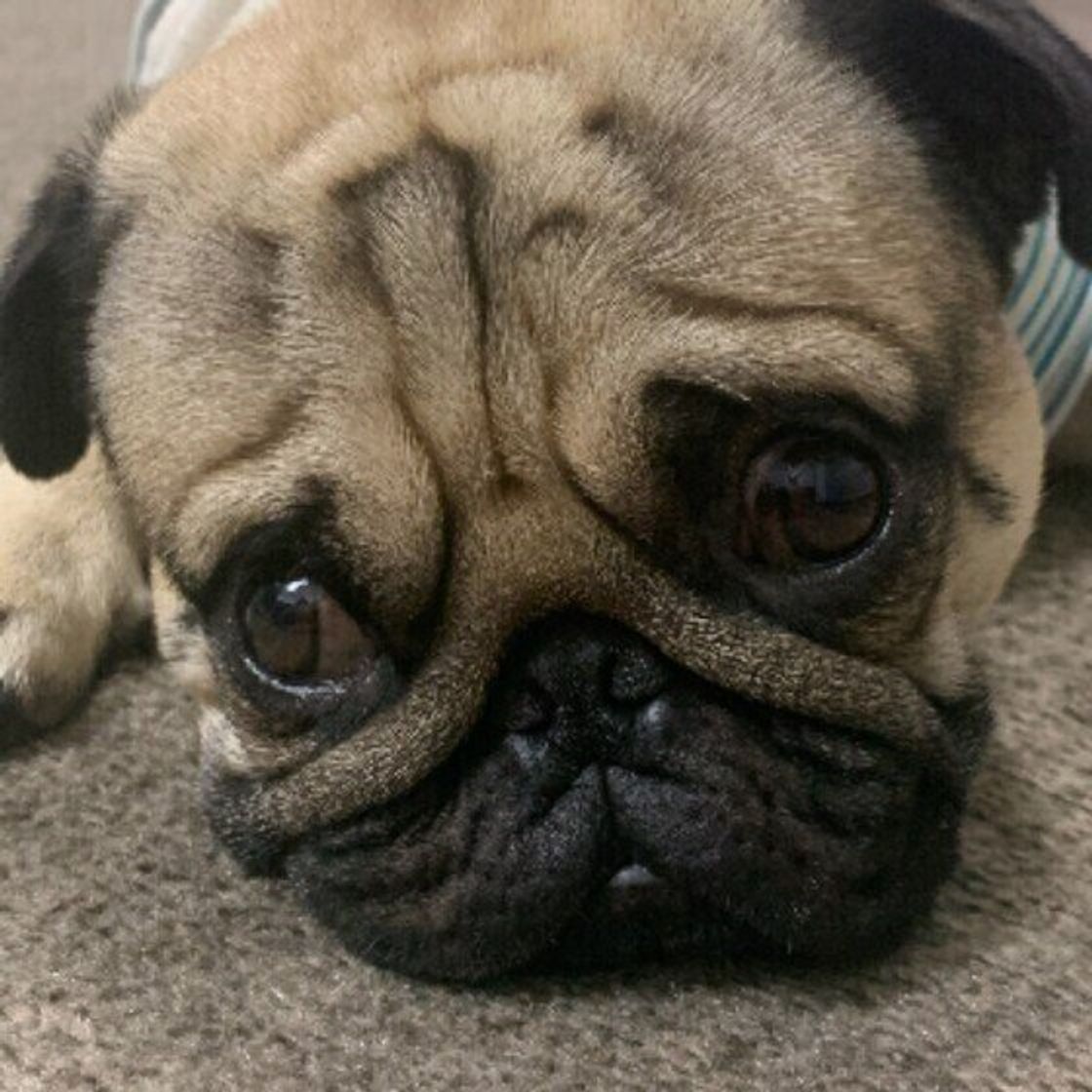 獣医師監修 犬にコーヒーは絶対にng 飲んでしまったときの症状と対処方法 いぬのきもちweb Magazine 獣医師監修 犬にコーヒーは絶対にng 飲んでしまったときの症状と対処方法 いぬのきもちweb Magazine