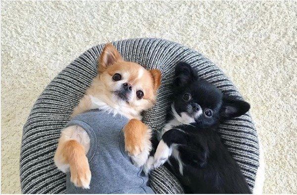 寄り添うチワワ