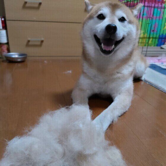 抜け毛とワンちゃん