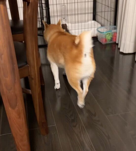 ケージに戻るむぎちゃん
