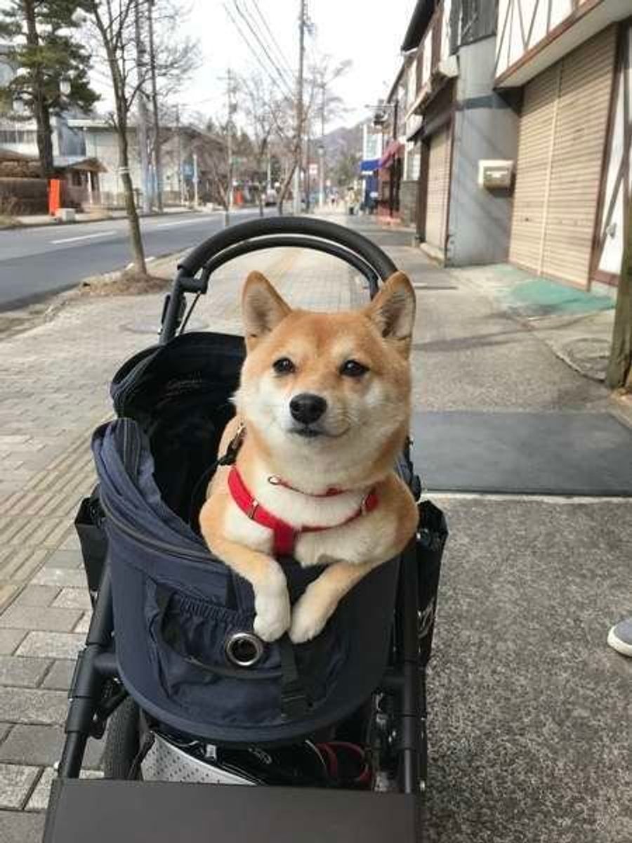 21年最新 おすすめ犬用カート カートのメリットや使った飼い主の体験談も いぬのきもちweb Magazine 21年最新 おすすめ犬用カート カートのメリットや使った飼い主の体験談も いぬのきもちweb Magazine