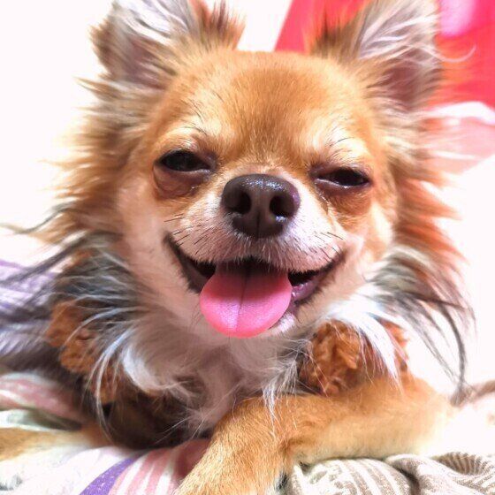 ロンくん（チワワ）