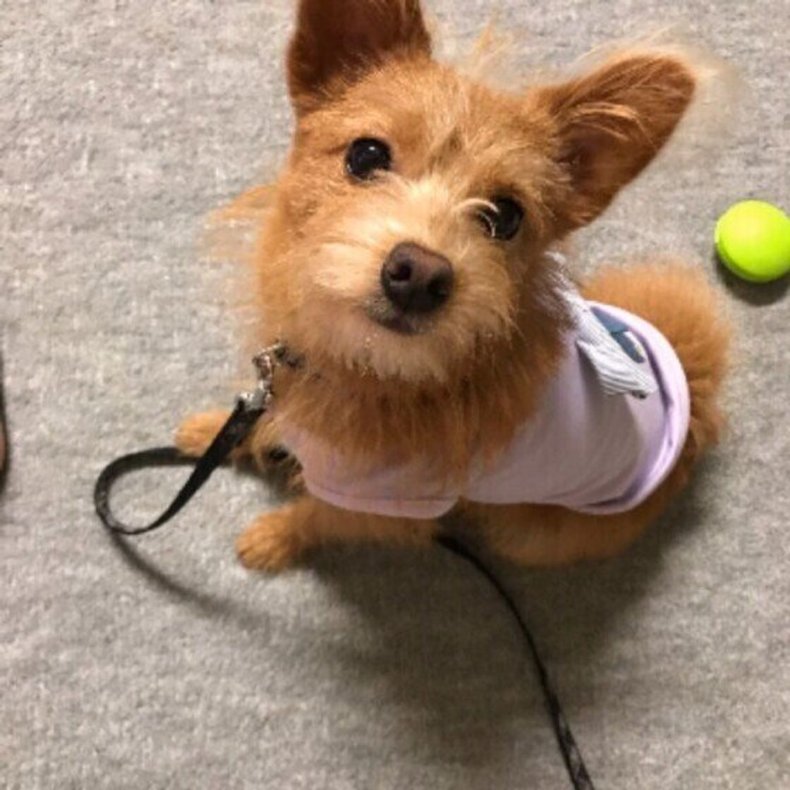 獣医師監修 犬の椎間板ヘルニアの原因とおうちでのケア いぬのきもちweb Magazine 獣医師監修 犬の椎間板ヘルニアの原因とおうちでのケア いぬのきもちweb Magazine