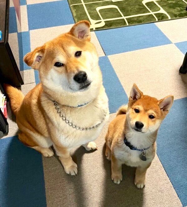天征くんと空征くん