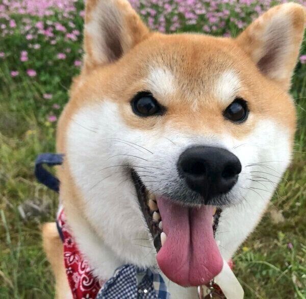 笑顔のラテくん