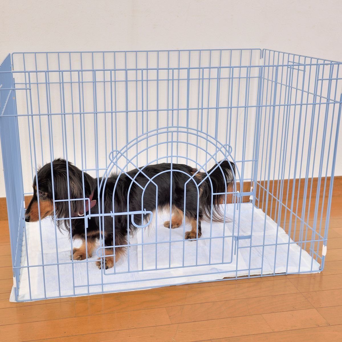 犬の室内トイレ オシッコ ウンチのハミ出しに困らない方法って いぬのきもちweb Magazine