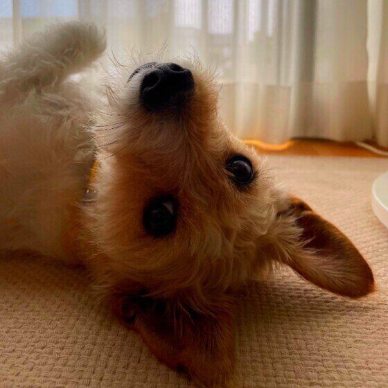 こちらを見るジャック。ピノコ