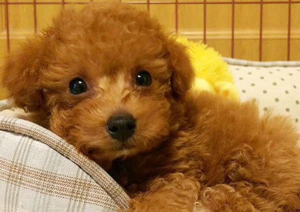 見つめるトイ・プードル