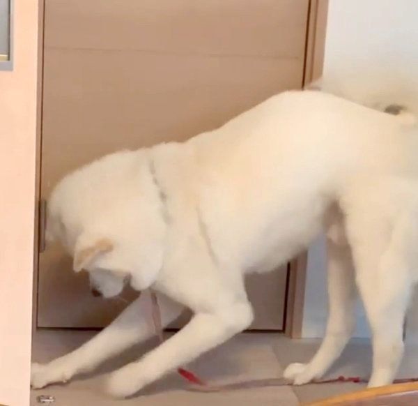 飼い主さんにかまってアピールをする任三郎くん