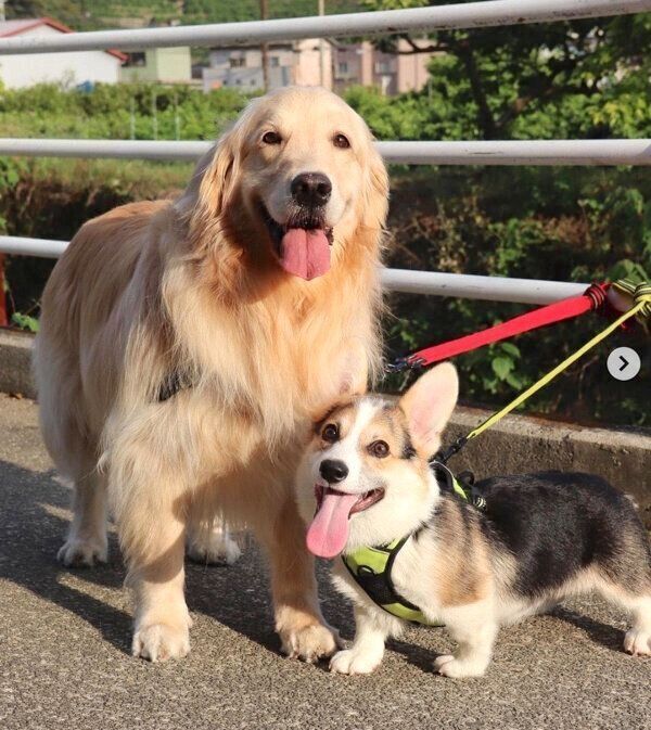 お散歩するシャロンちゃんとモグくん