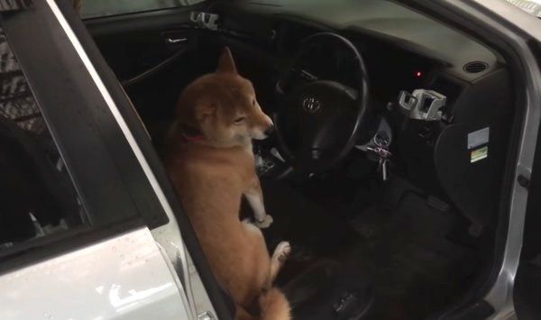 車に乗りたい柴犬