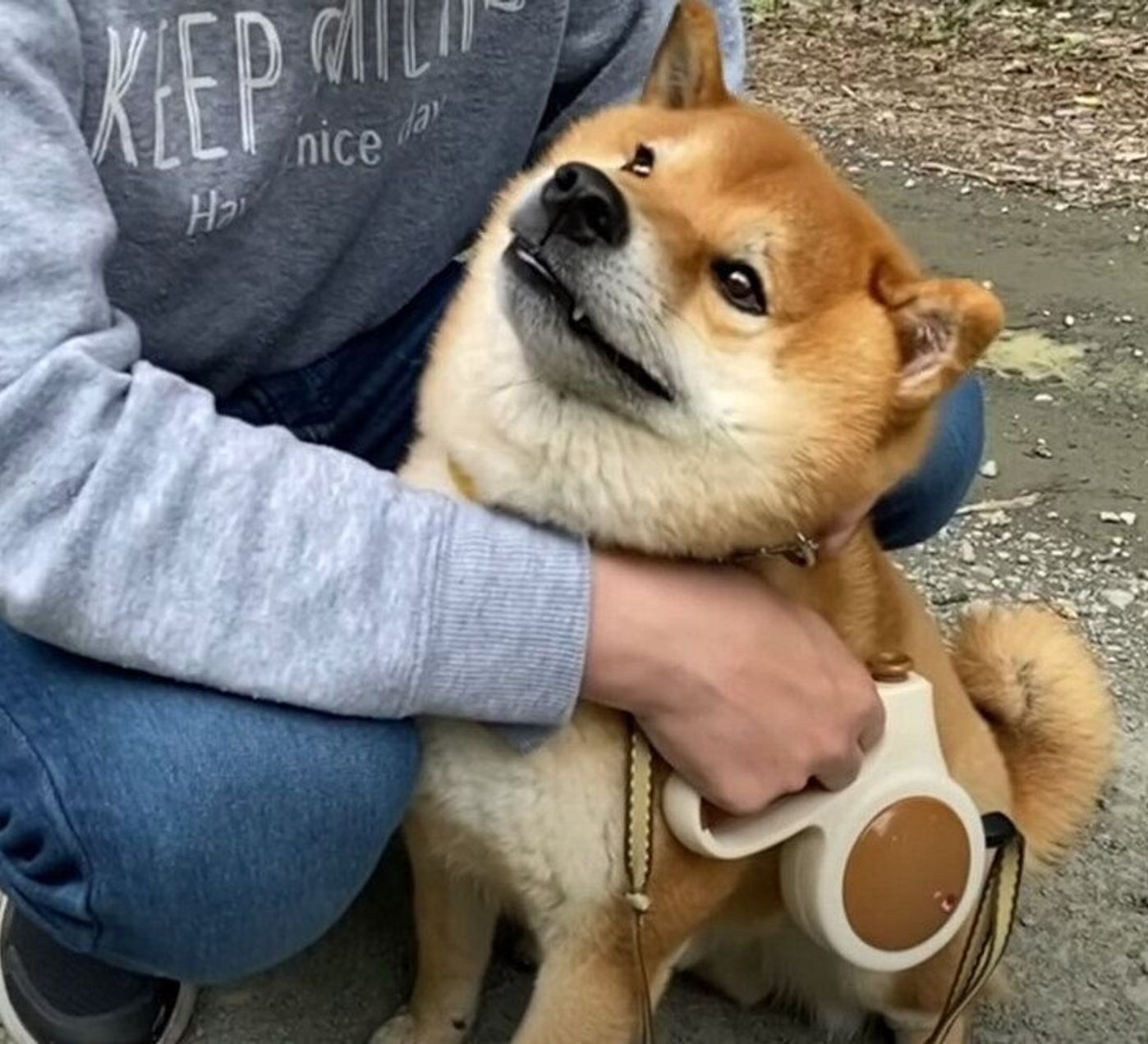 帰りたくない 久しぶりの遠出が楽しくて 帰宅を拒む柴犬 いぬのきもちweb Magazine 帰りたくない 久しぶりの遠出が楽しくて 帰宅を拒む柴犬 いぬのきもちweb Magazine