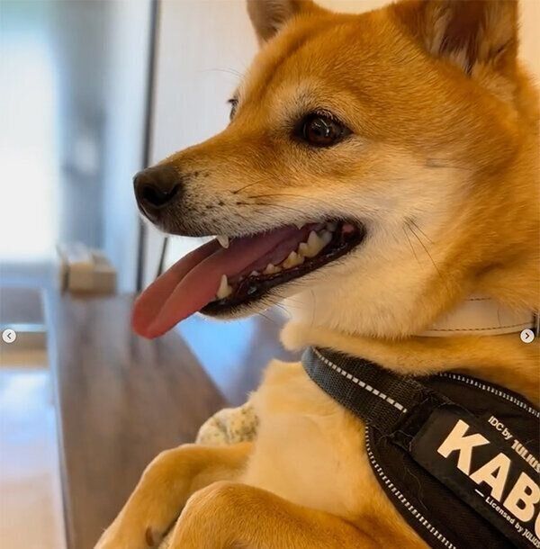 動物病院で待つかぶきくん