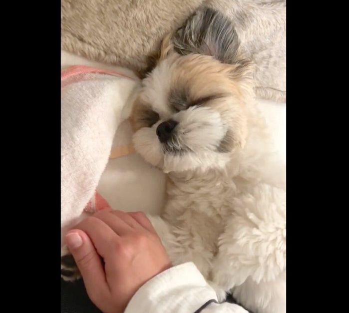 眠ってしまったてんまるくん