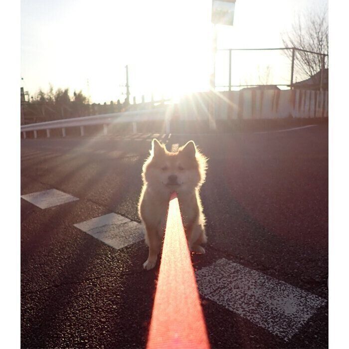 「散歩拒否」中のもなかちゃん