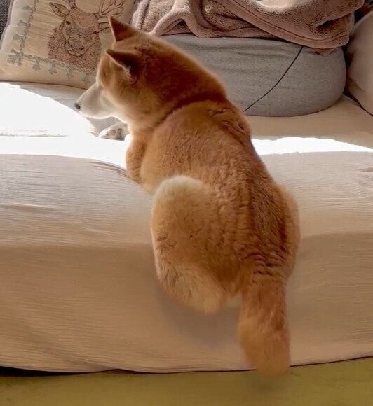 ソファに座り続けるぎんくん