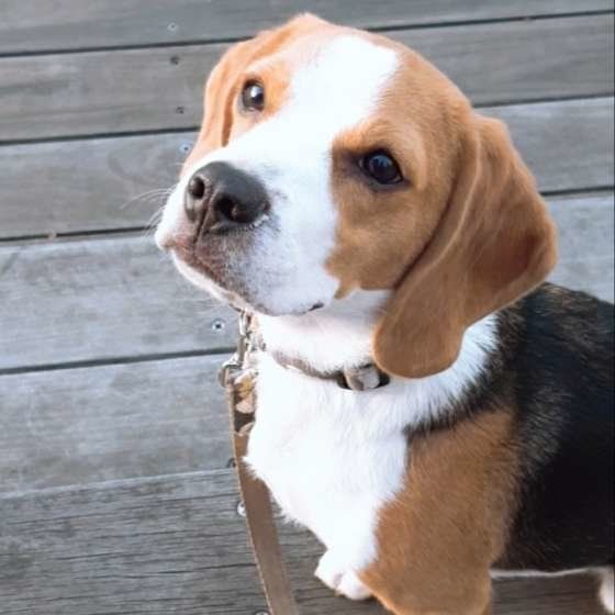 飼い主さんを見つめる犬