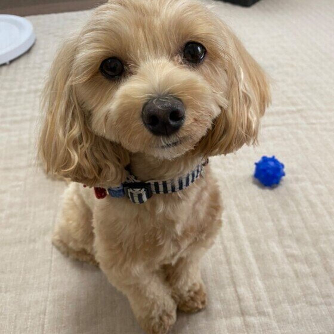 仕事で忙しい 面倒で 犬の散歩に毎日行けない飼い主のホンネ 散歩不足のリスクも解説 いぬのきもちweb Magazine 仕事で忙しい 面倒で 犬の散歩に毎日行けない飼い主のホンネ 散歩不足のリスクも解説 いぬのきもちweb Magazine