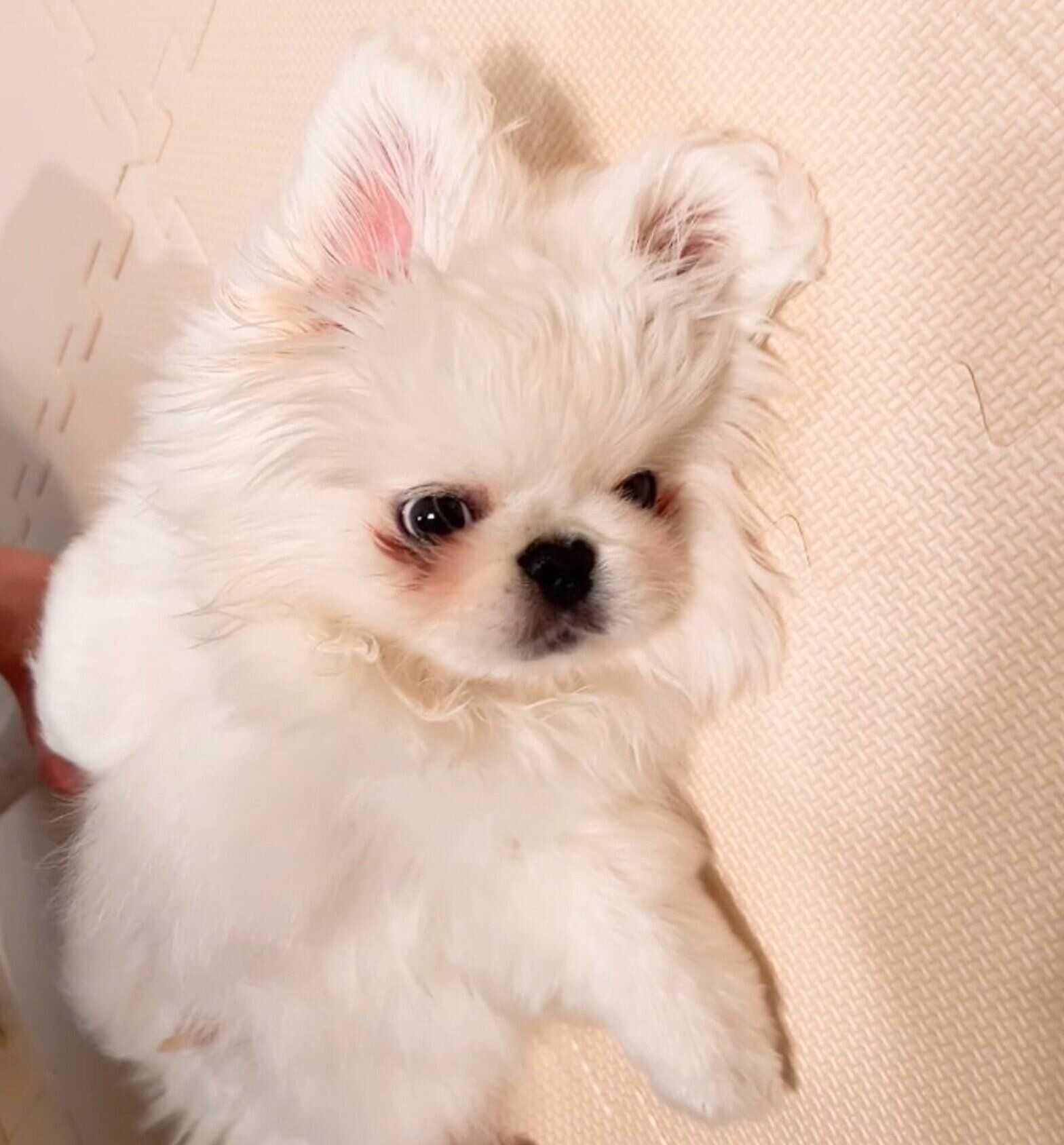 おなかを出して甘えるポリコくん