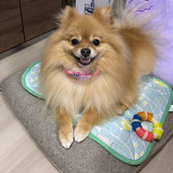 目を輝かせるポメラニアン