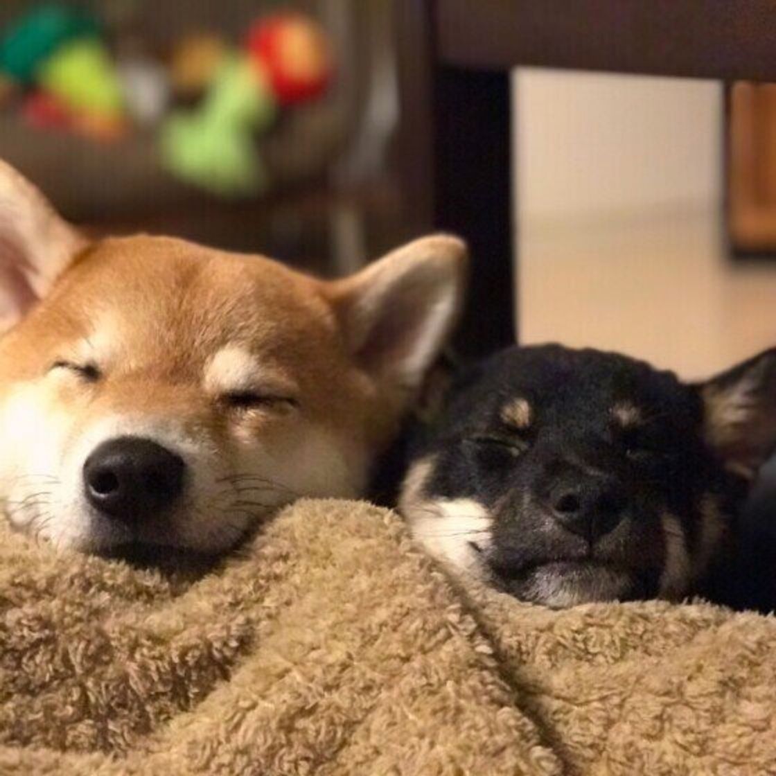 犬の安眠の3か条 ぐっすり眠らせるポイントは暗い 静か 狭い いぬのきもちweb Magazine 犬の安眠の3か条 ぐっすり眠らせるポイントは暗い 静か 狭い いぬのきもちweb Magazine
