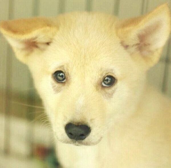 保護当時・生後3カ月頃のくるりちゃん