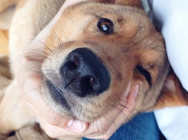 雑種の麦ちゃん