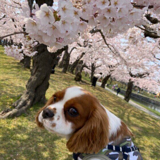 キャバリア・キング・チャールズ・スパニエル