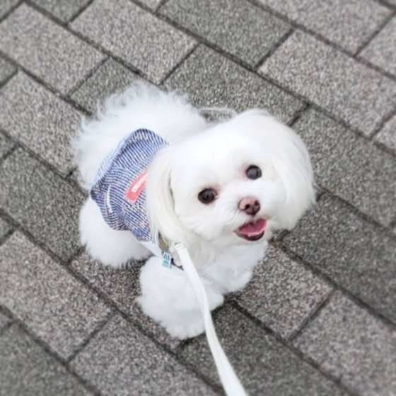 犬はどんな人を嫌いでストレスを感じる？