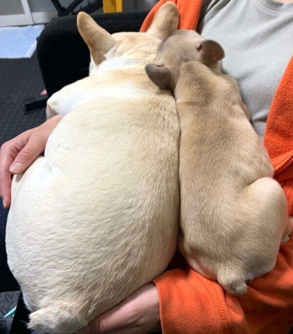 寄り添う小次郎くんと高虎くん