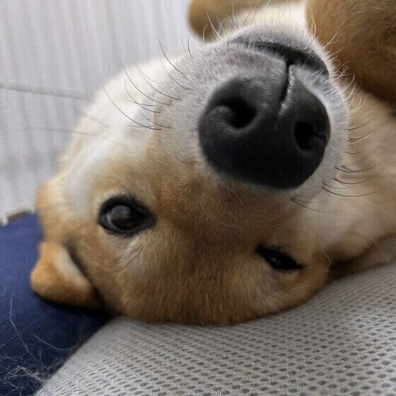 柴犬のとのくん