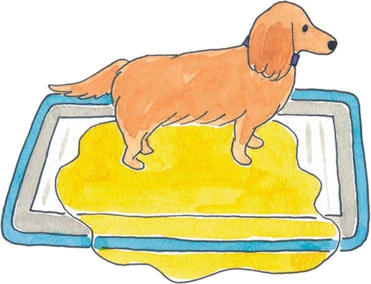 イラスト／今井夏子