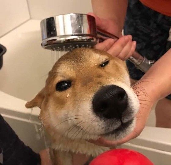 柴犬とシャワー