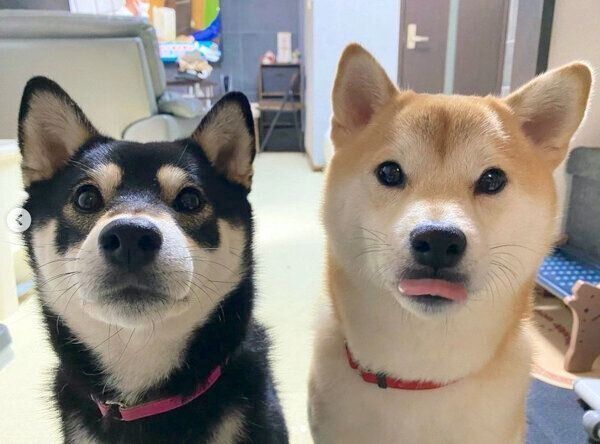 飼い主がキッチンに立つと 必ず現れる 真顔で迫りくる柴犬姉妹 登場の仕方が可愛かった いぬのきもちweb Magazine