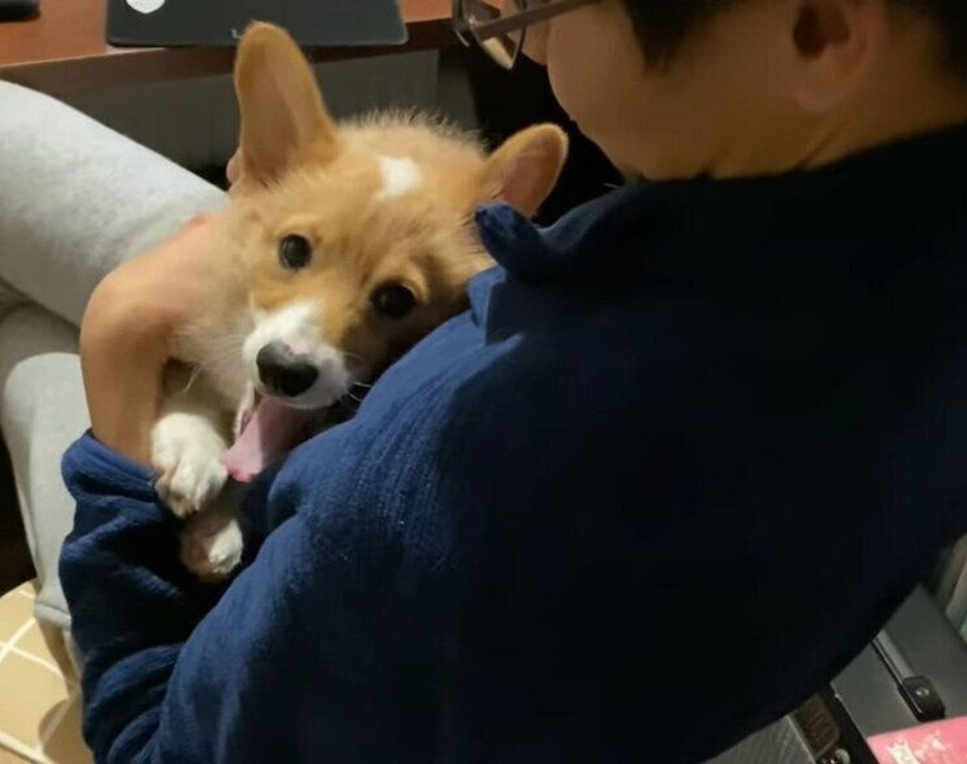 パパを独り占めしたいコーギー 同居犬が寝ている間にイチャイチャ いぬのきもちweb Magazine パパを独り占めしたいコーギー 同居犬が寝ている間にイチャイチャ いぬのきもちweb Magazine