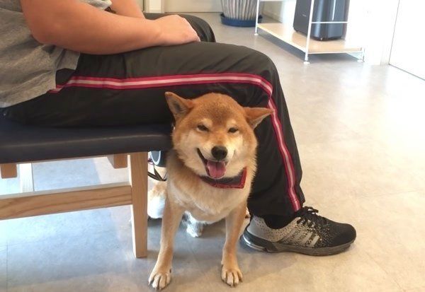 ナデナデを要求する柴犬