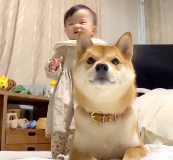 妹ちゃんにモフモフされるりんご郎くん