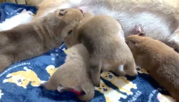 母乳を飲む茶太郎くん、ゆずちゃん、マツコちゃん、トマトちゃん