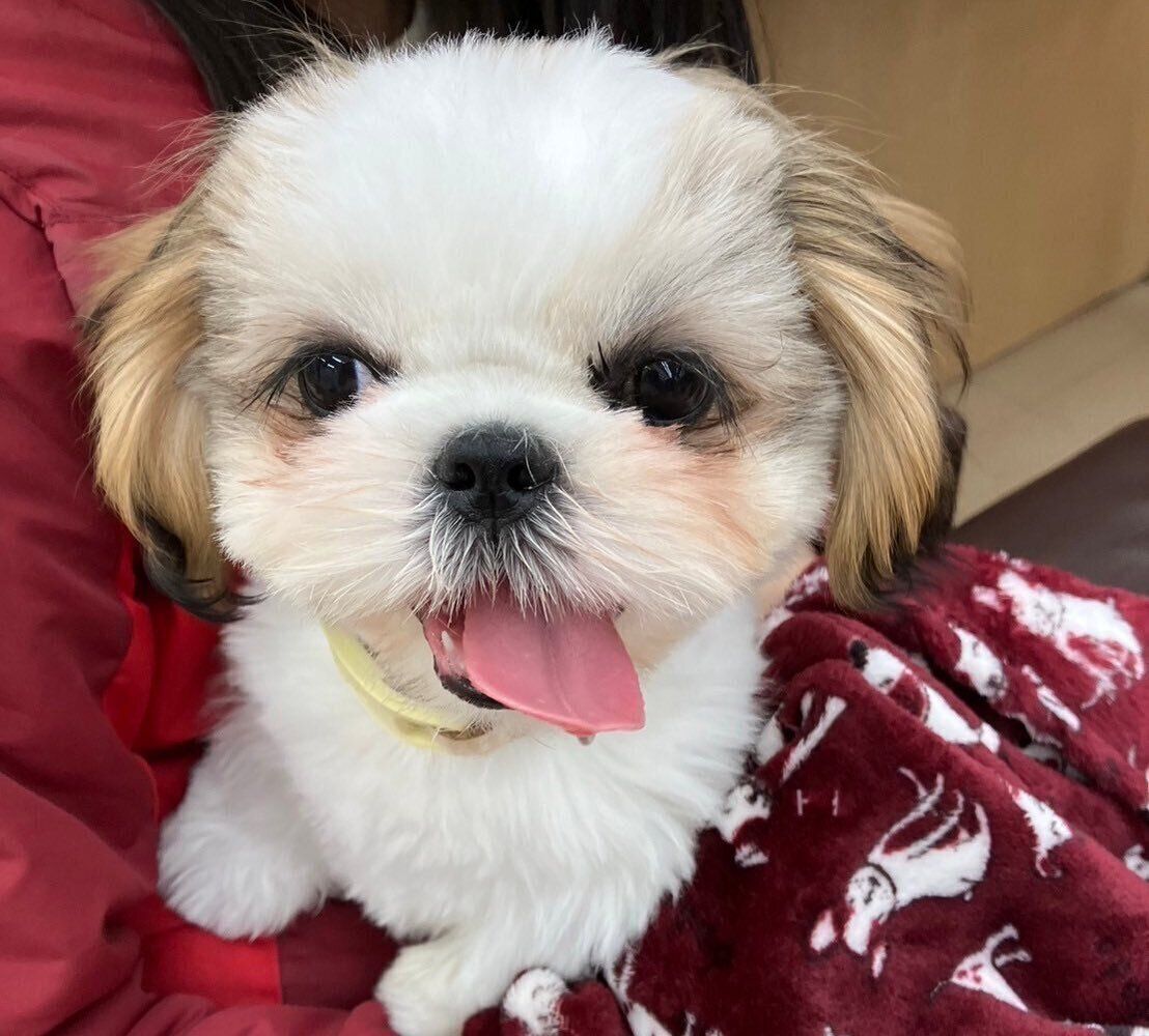 飼い主さんと初めて会ったときのシーズー（3ヵ月）