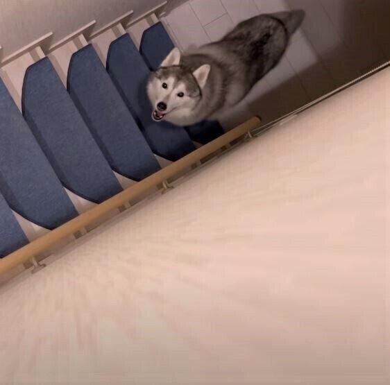 夜中に遊ぼうアピールするハスキー 可愛い声と無邪気な姿に癒される いぬのきもちweb Magazine