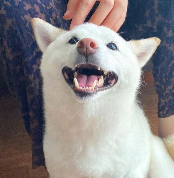 甘え上手なブランカちゃん