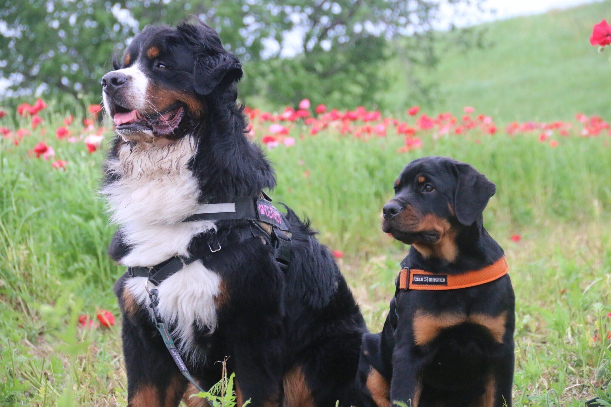 仲良しなセドリックくん、タイカンくん