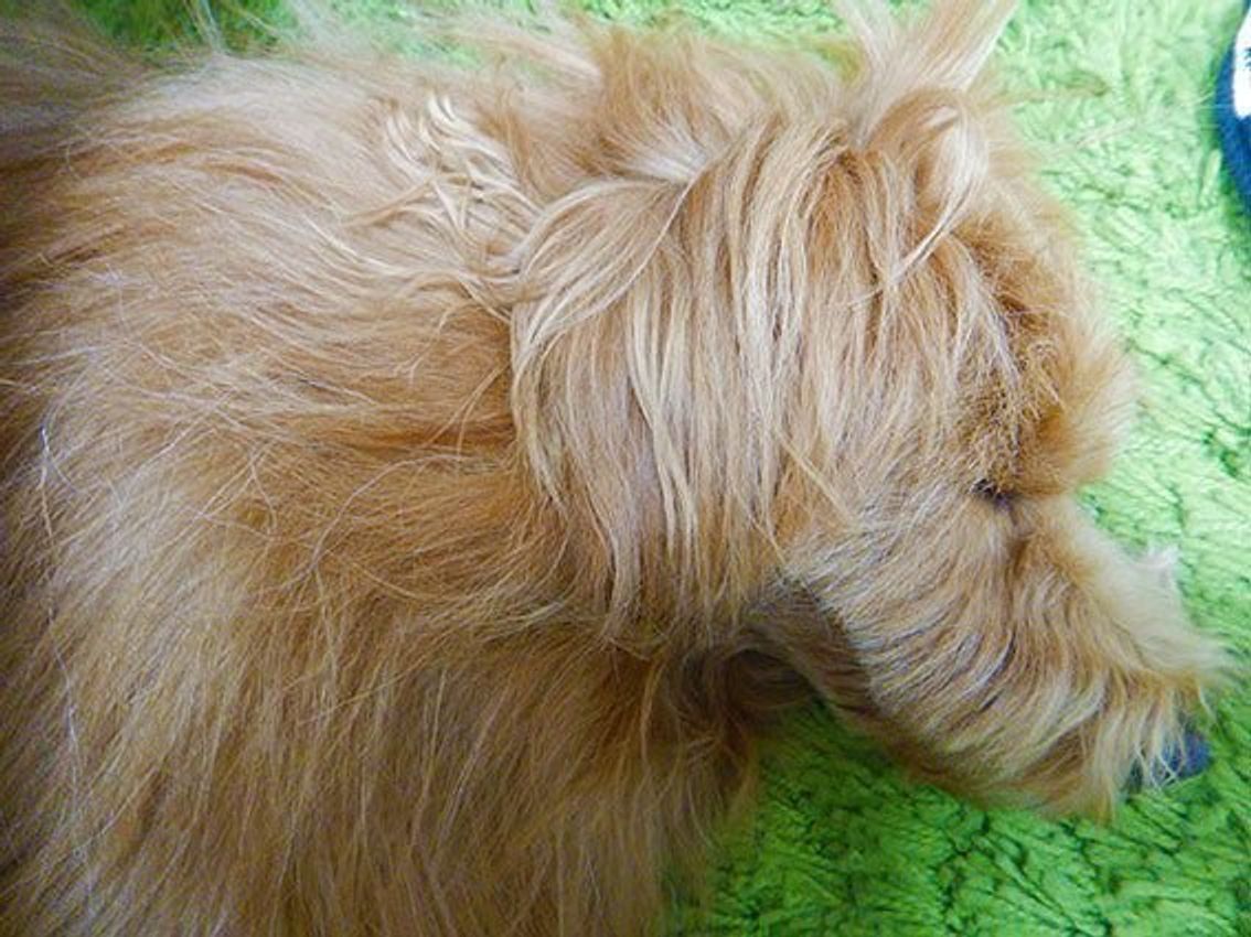 形状記憶のモフモフ 連載 こぐま犬てんすけ Vol 24 いぬのきもちweb Magazine 形状記憶のモフモフ 連載 こぐま犬てんすけ Vol 24 いぬのきもちweb Magazine