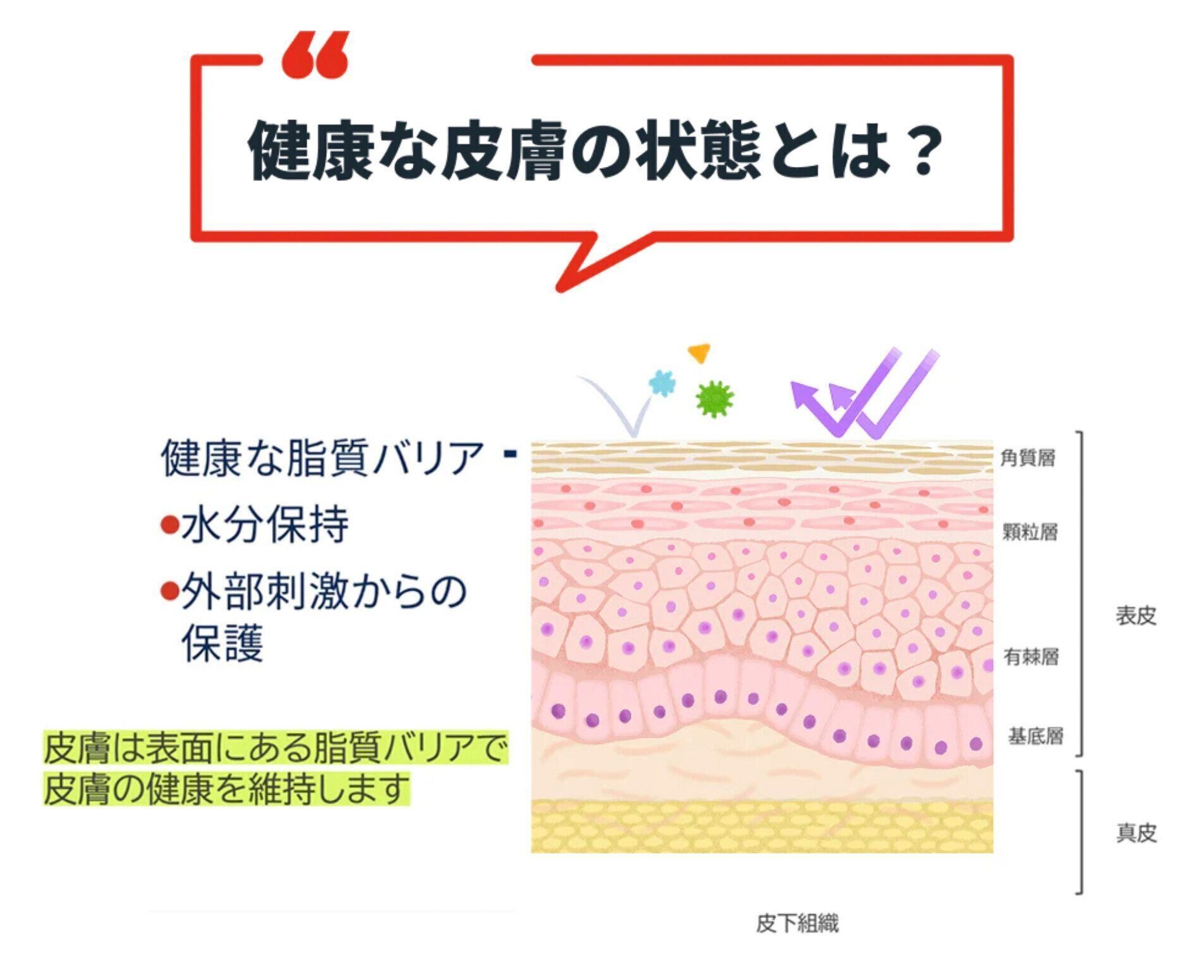 健康な皮膚について解説するイラスト