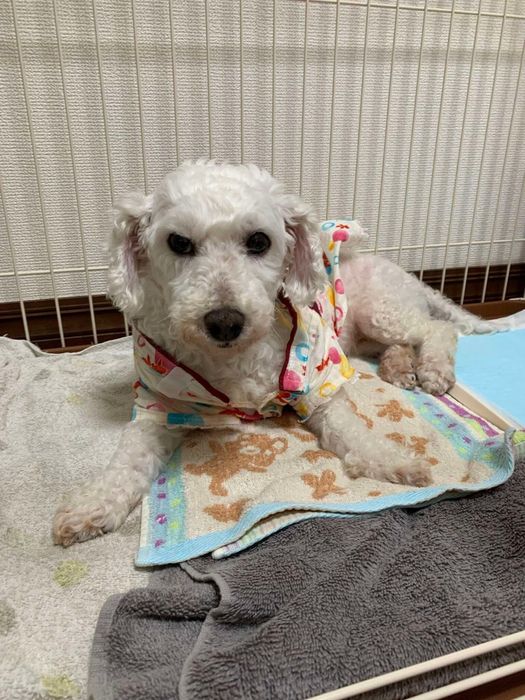 お迎え当時の犬 推定8才