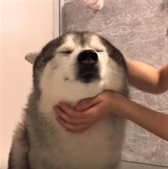 換毛期のシベリアン・ハスキー