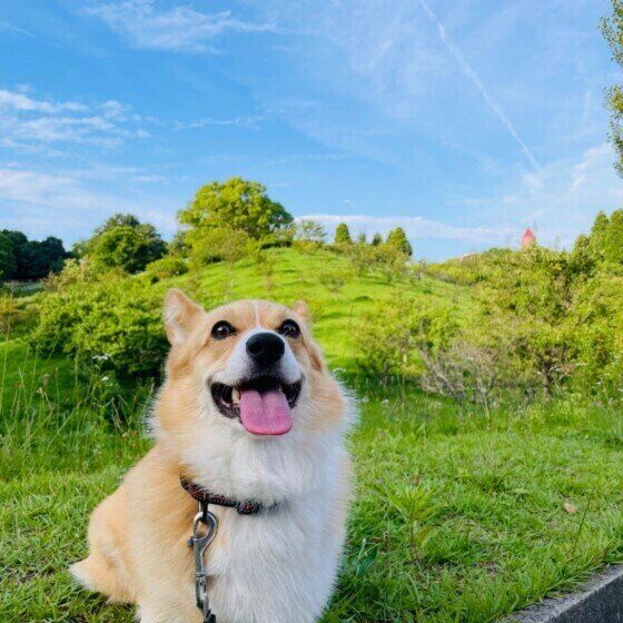 ウェルシュ・コーギー・ペンブローク