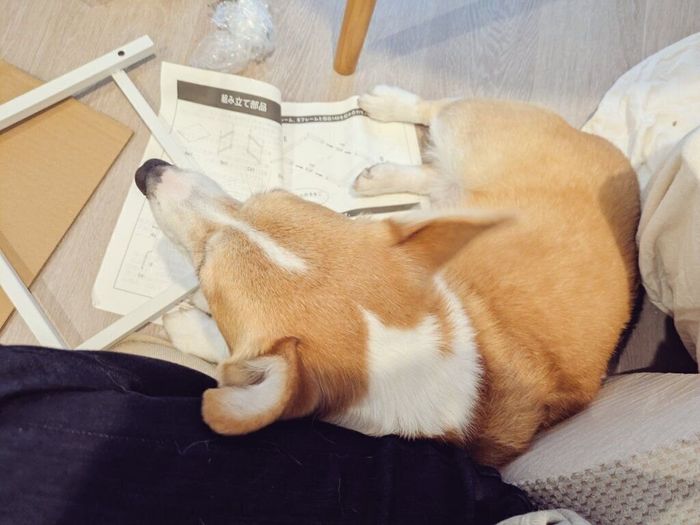 飼い主さんの邪魔をするニコくん