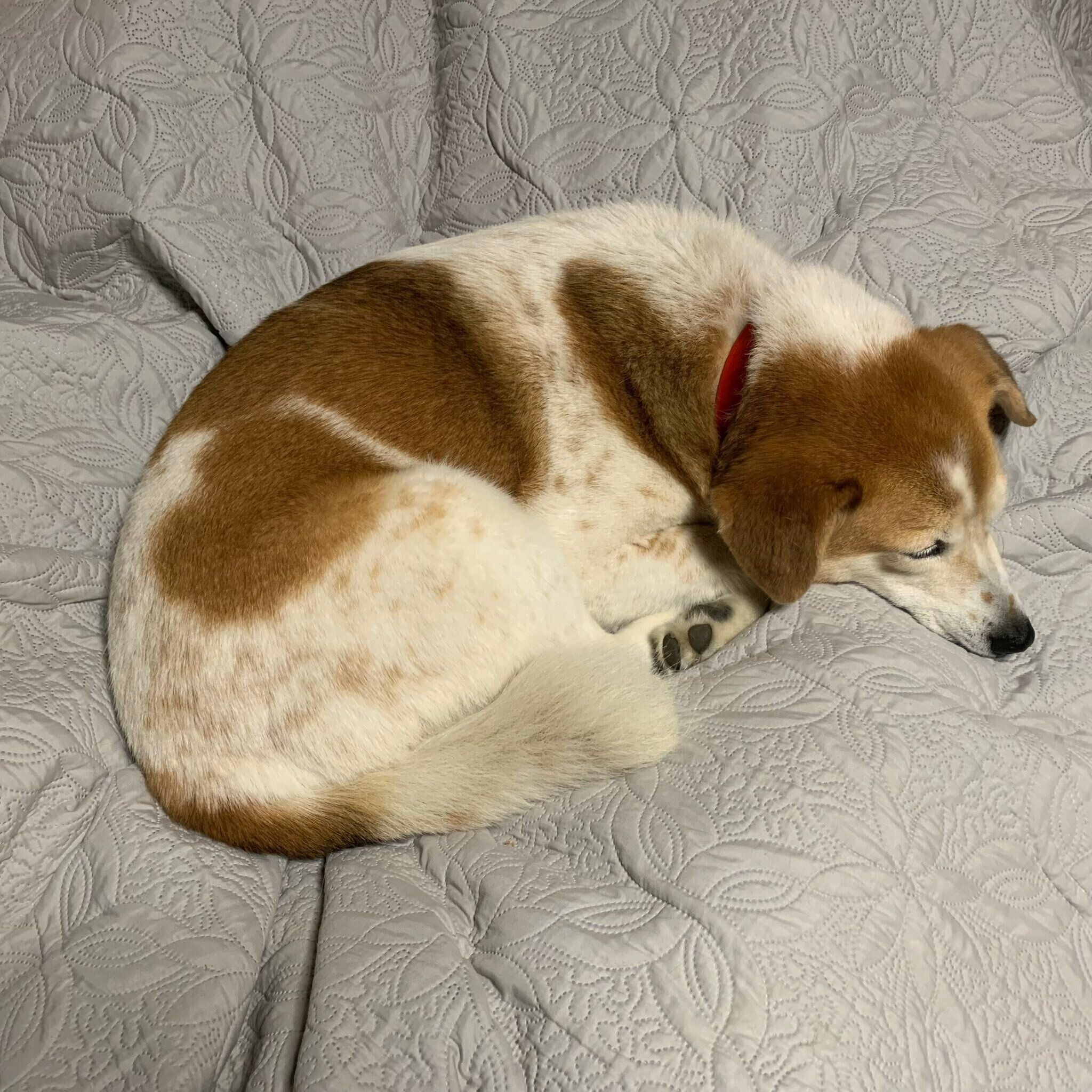 丸くなって眠るムサシくん